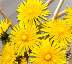 Dandelion Root