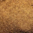 Horsetail Extract