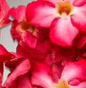 Hibiscus Flower