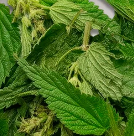 Nettle Leaf